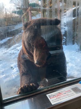 のぼりべつクマ牧場に投稿された画像（2021/11/28）