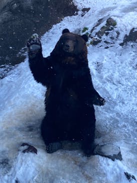 のぼりべつクマ牧場に投稿された画像（2021/11/28）