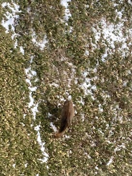 のぼりべつクマ牧場に投稿された画像（2021/11/28）