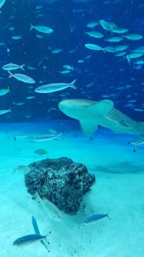 サンシャイン水族館に投稿された画像（2021/11/28）