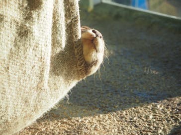 新江ノ島水族館に投稿された画像（2021/11/28）