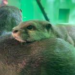 しながわ水族館に投稿された画像（2021/11/28）