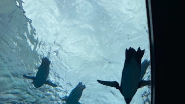 上越市立水族博物館 うみがたりに投稿された画像（2021/11/28）