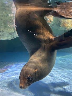 マクセル アクアパーク品川に投稿された画像（2021/11/28）