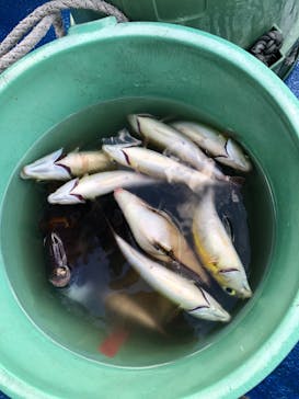 沖縄海うさぎ・海あしびに投稿された画像（2021/11/28）