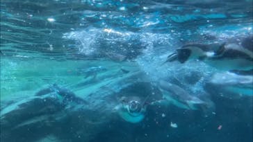 よこはま動物園ズーラシアに投稿された画像（2021/11/28）