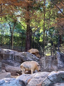 よこはま動物園ズーラシアに投稿された画像（2021/11/28）