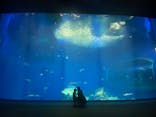 アクアワールド茨城県大洗水族館に投稿された画像（2021/11/28）