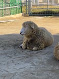 天王寺動物園に投稿された画像（2021/11/28）