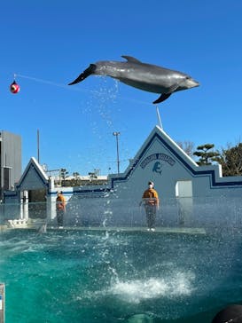 しながわ水族館に投稿された画像（2021/11/28）