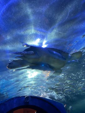 しながわ水族館に投稿された画像（2021/11/28）