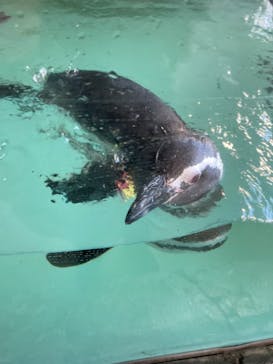 しながわ水族館に投稿された画像（2021/11/28）