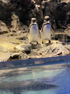 すみだ水族館に投稿された画像（2021/11/28）