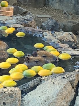 伊豆シャボテン動物公園に投稿された画像（2021/11/28）