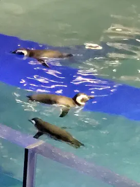 すみだ水族館に投稿された画像（2021/11/28）