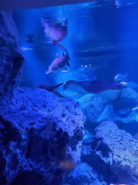 すみだ水族館に投稿された画像（2021/11/28）