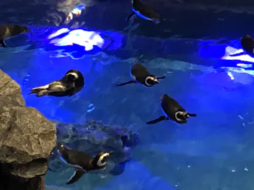 すみだ水族館に投稿された画像（2021/11/28）