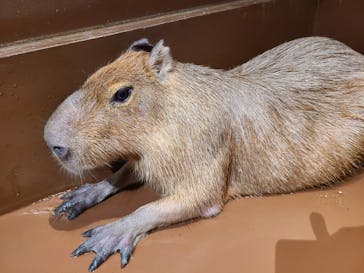 Moff animal world MARK IS みなとみらい店に投稿された画像（2021/11/28）