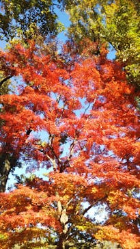江戸東京たてもの園に投稿された画像（2021/11/28）