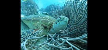 青の洞窟専門店　沖縄ダイビングショップ和に投稿された画像（2021/11/28）