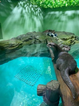 しながわ水族館に投稿された画像（2021/11/28）