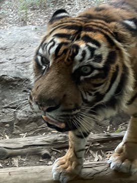 よこはま動物園ズーラシアに投稿された画像（2021/11/28）