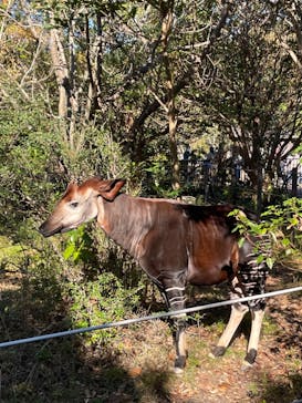 よこはま動物園ズーラシアに投稿された画像（2021/11/28）