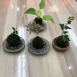 伊勢夫婦岩めおと横丁　めおと岩アクティビティに投稿された画像（2021/11/28）