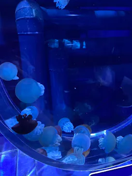 すみだ水族館に投稿された画像（2021/11/28）