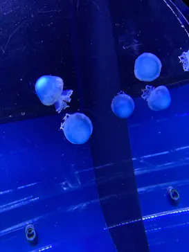すみだ水族館に投稿された画像（2021/11/28）