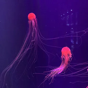 すみだ水族館に投稿された画像（2021/11/28）