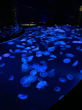 すみだ水族館に投稿された画像（2021/11/28）