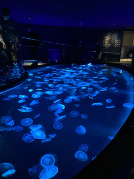 すみだ水族館に投稿された画像（2021/11/28）