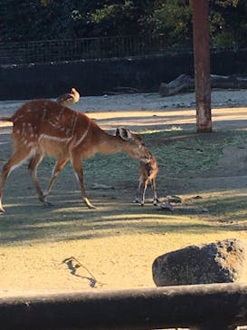 東武動物公園に投稿された画像（2021/11/28）