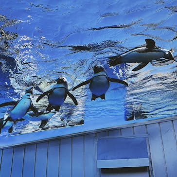 サンシャイン水族館に投稿された画像（2021/11/28）