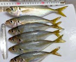 釣り船 進丸に投稿された画像（2021/11/28）