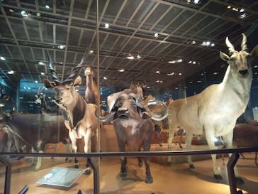 国立科学博物館に投稿された画像（2021/11/28）