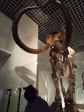 国立科学博物館に投稿された画像（2021/11/28）