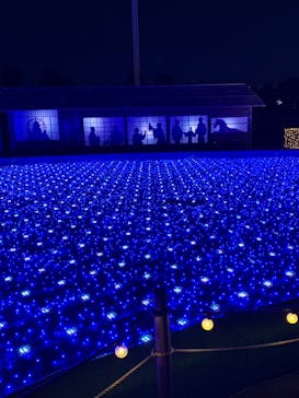 東京メガイルミに投稿された画像（2021/11/28）