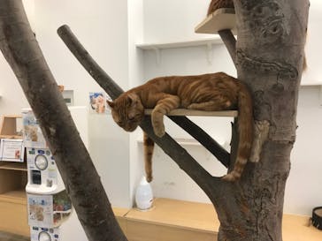 Moff アニマル カフェ イーアス 高尾店に投稿された画像（2021/11/28）