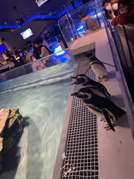 すみだ水族館に投稿された画像（2021/11/28）