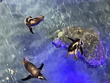 すみだ水族館に投稿された画像（2021/11/28）
