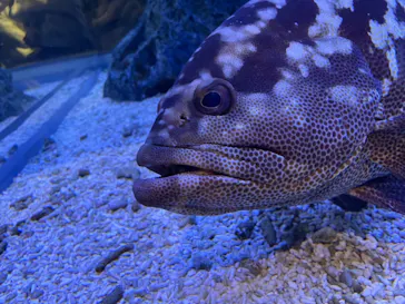 すみだ水族館に投稿された画像（2021/11/28）