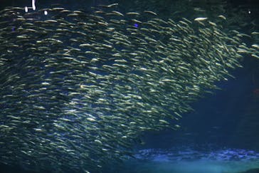 新江ノ島水族館に投稿された画像（2021/11/28）