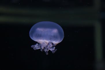 新江ノ島水族館に投稿された画像（2021/11/28）