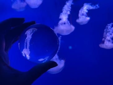 新江ノ島水族館に投稿された画像（2021/11/28）