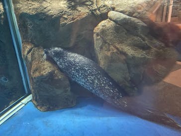 新江ノ島水族館に投稿された画像（2021/11/28）