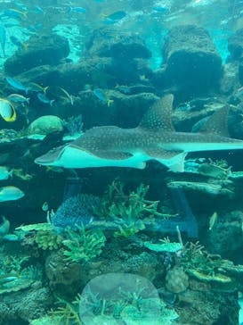 名古屋港水族館に投稿された画像（2021/11/28）