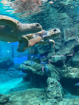 名古屋港水族館に投稿された画像（2021/11/28）
