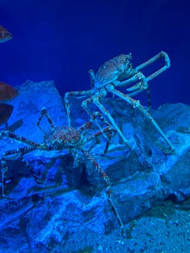 名古屋港水族館に投稿された画像（2021/11/28）